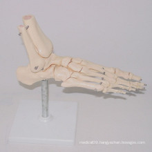 Medical Teaching Human Foot Skeleton Types Model (R020920)